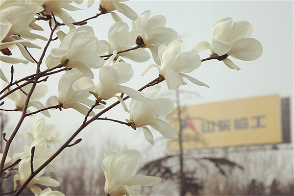 Magnolia in full bloom